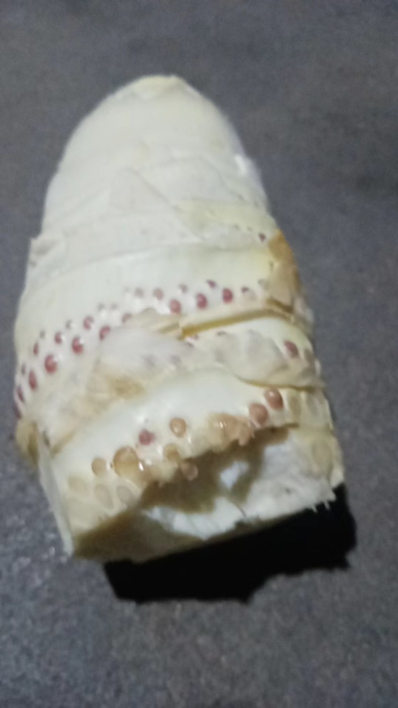 浙江台州天台山春笋