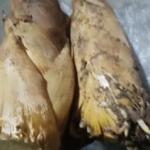 浙江台州天台山春笋
