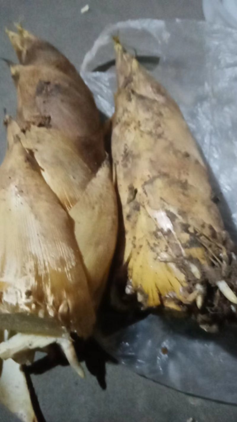 浙江台州天台山春笋