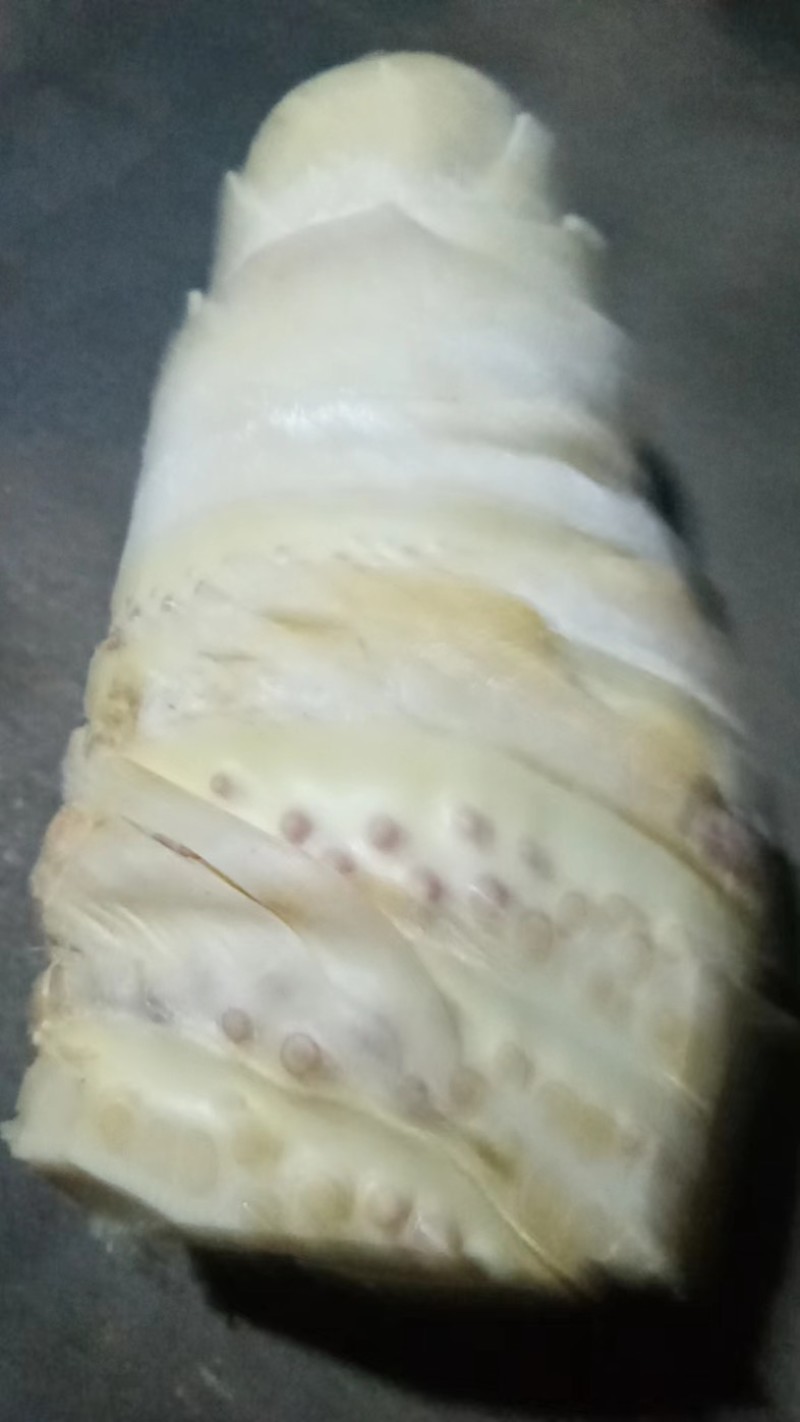 浙江台州天台山春笋
