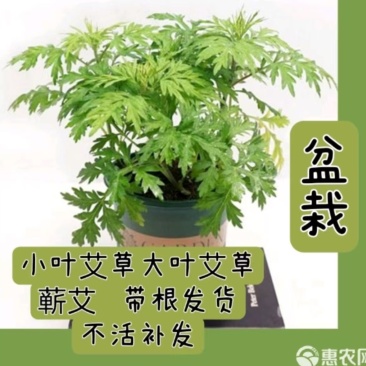 蕲艾，大叶艾草，小叶艾草，阳台，庭院，大田种植包活