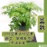 蕲艾，大叶艾草，小叶艾草，阳台，庭院，大田种植包活