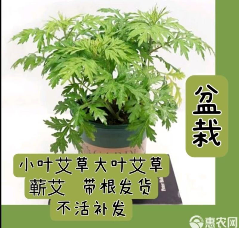 蕲艾，大叶艾草，小叶艾草，阳台，庭院，大田种植包活