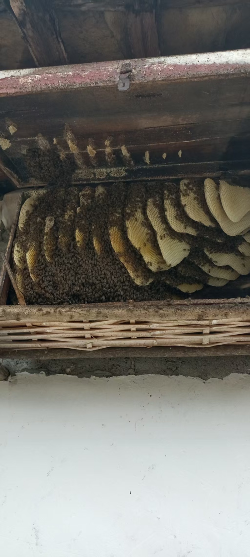 十堰市郧西县景阳山里土蜂蜜