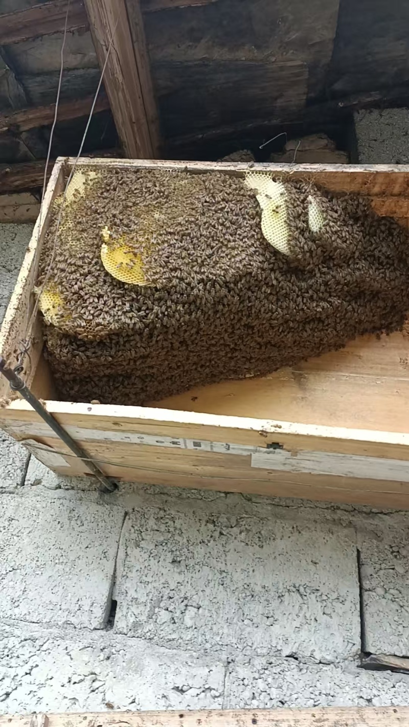 十堰市郧西县景阳山里土蜂蜜