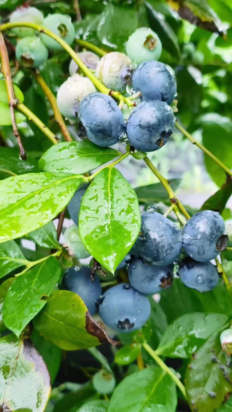 蓝莓