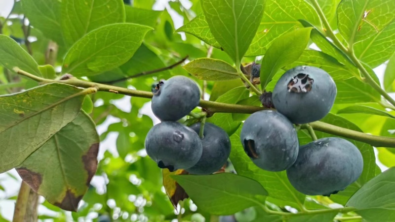 蓝莓