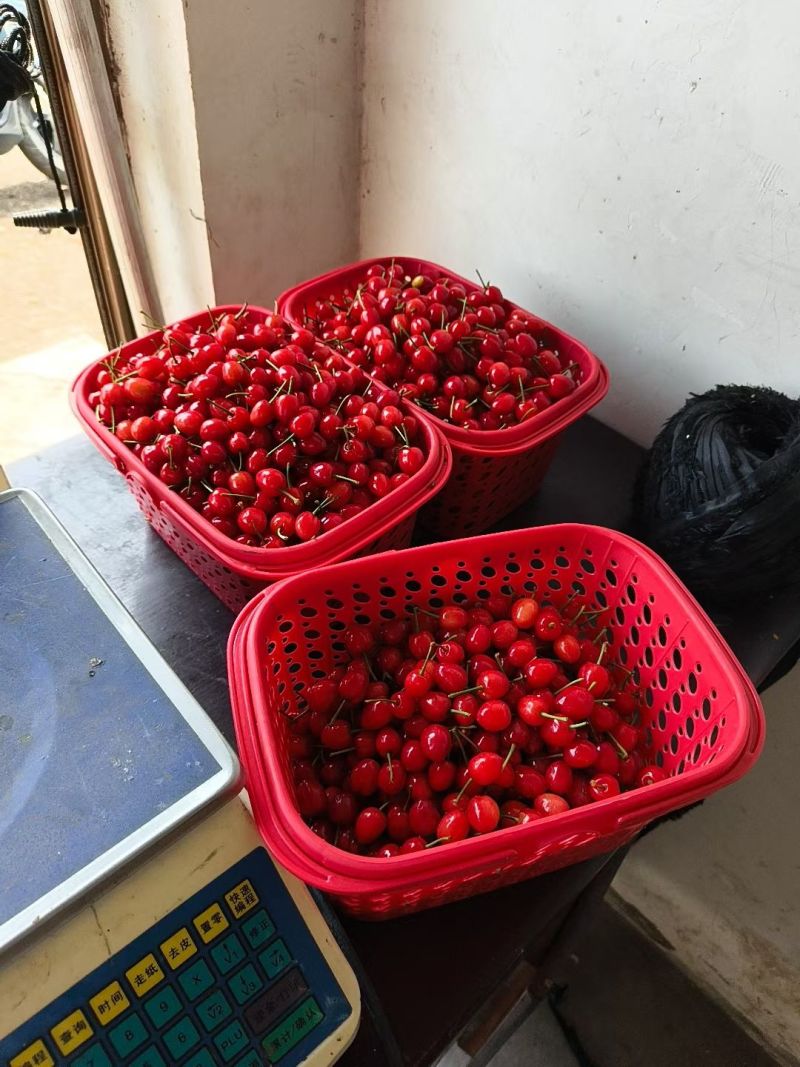 玛瑙红樱桃
