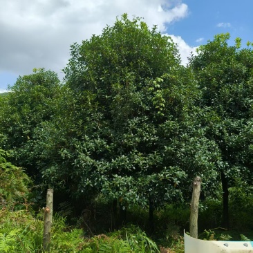 八月桂花树1万多棵急售