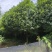 八月桂花树1万多棵急售