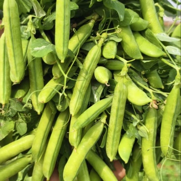 青豌豆