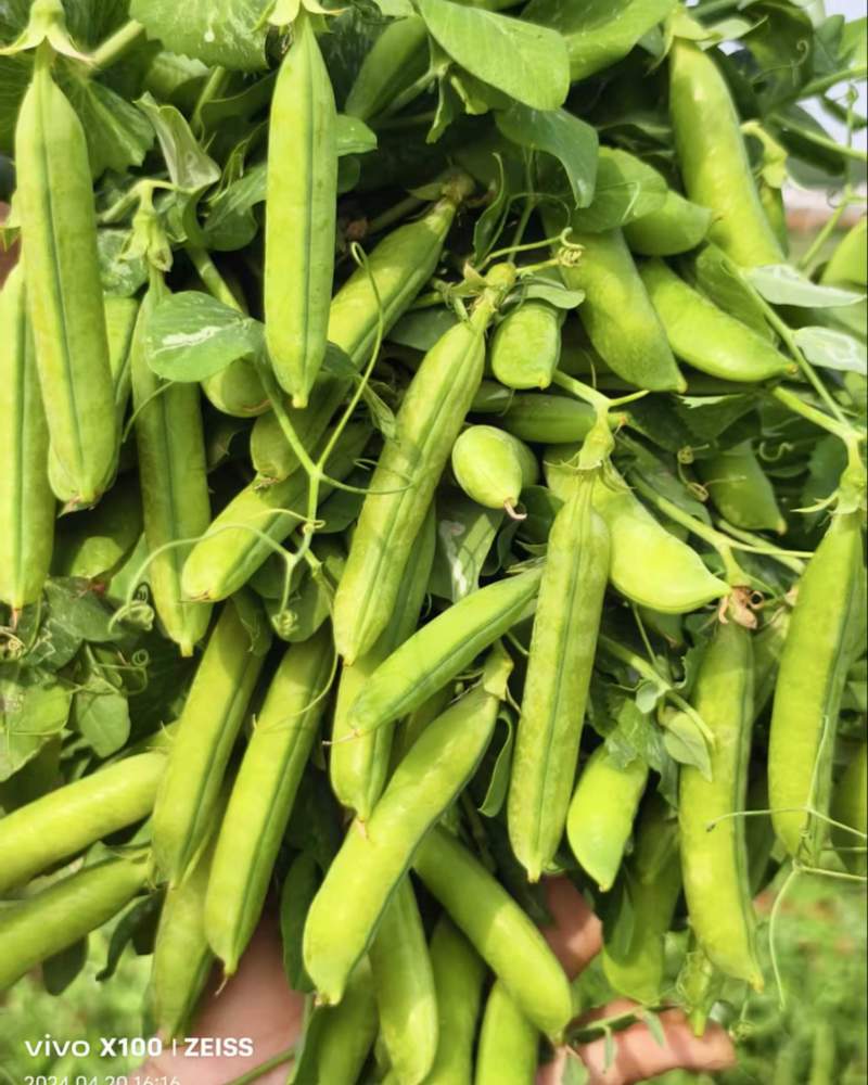 青豌豆