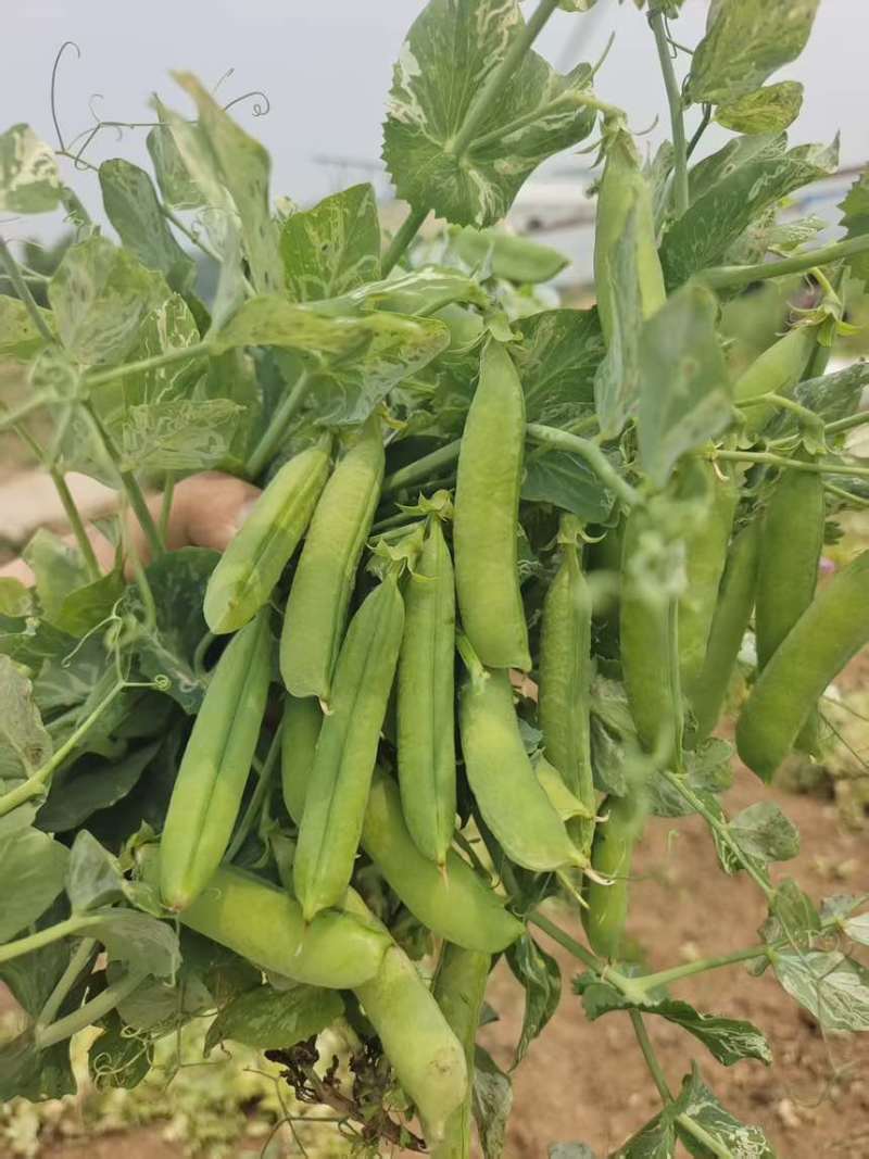 青豌豆