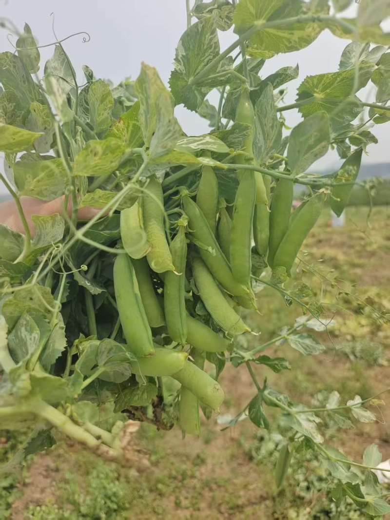 青豌豆