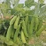 青豌豆