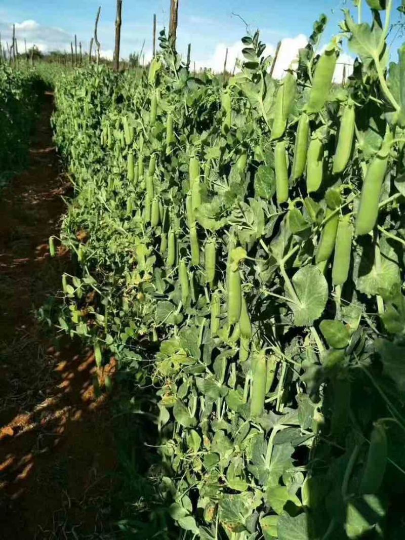 青豌豆