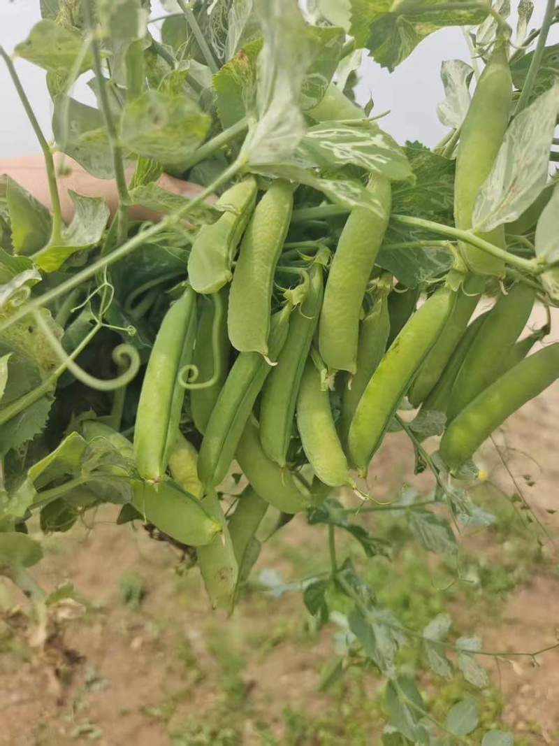 青豌豆