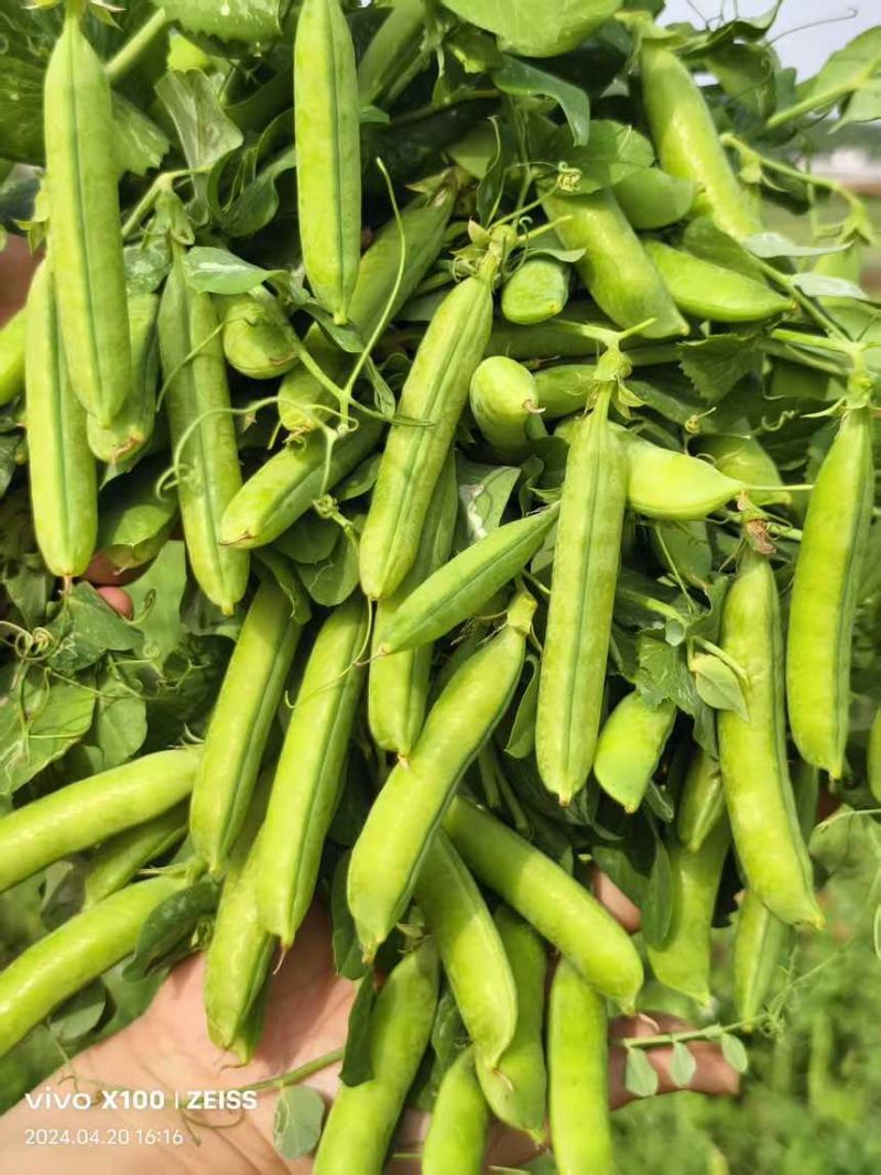 青豌豆