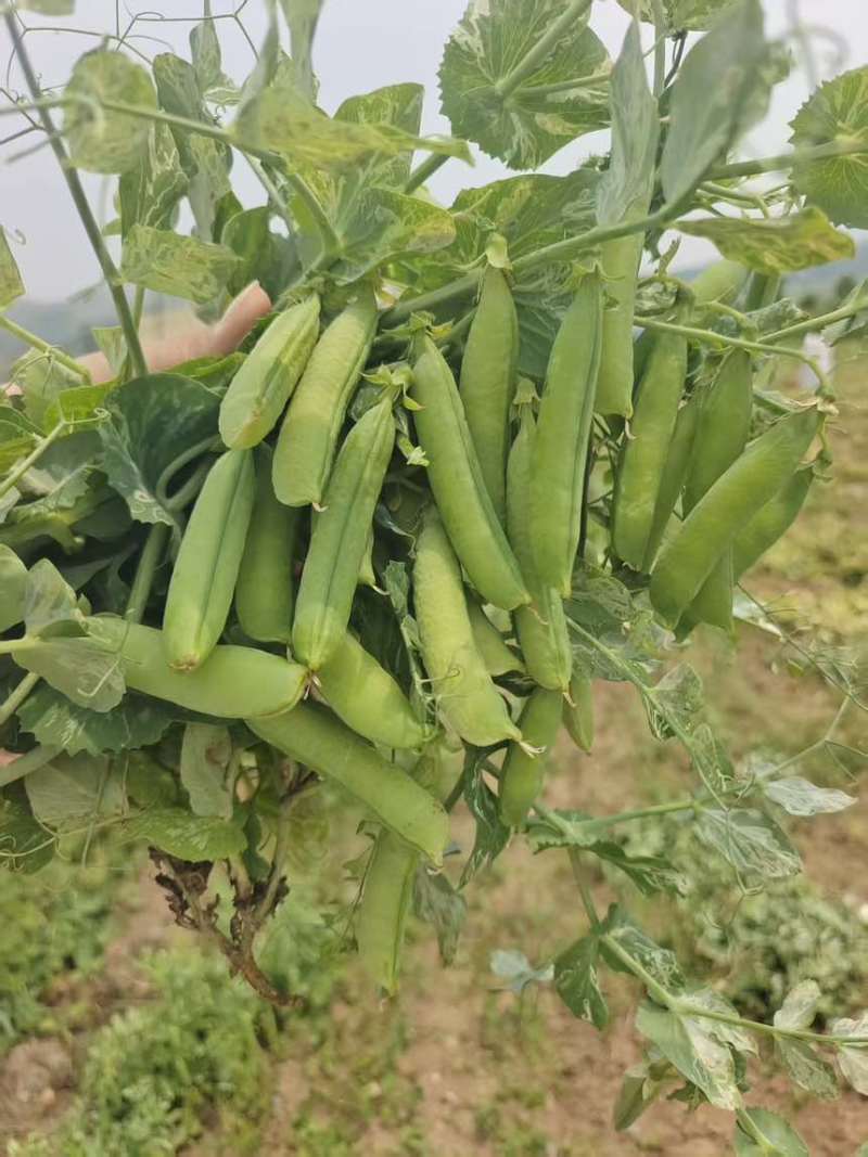 青豌豆