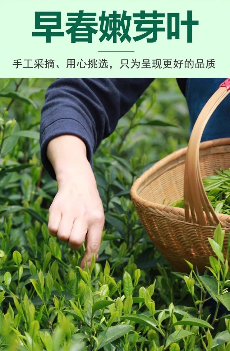 贵州云雾绿茶2026新茶叶特级高山日照浓香型散装茶叶袋装
