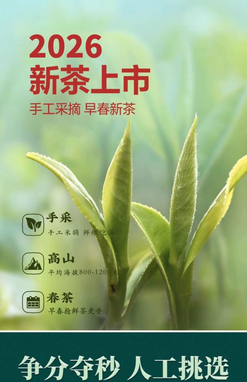 贵州云雾绿茶2026新茶叶特级高山日照浓香型散装茶叶袋装