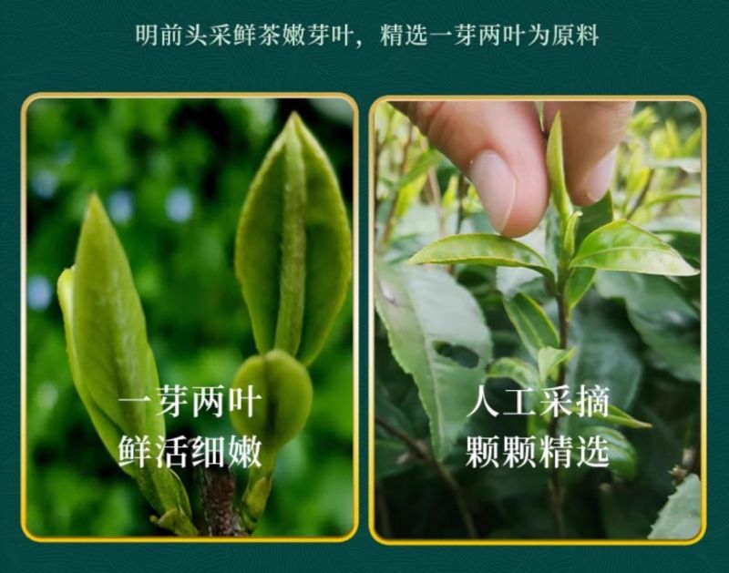 贵州云雾绿茶2026新茶叶特级高山日照浓香型散装茶叶袋装