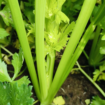 芹菜