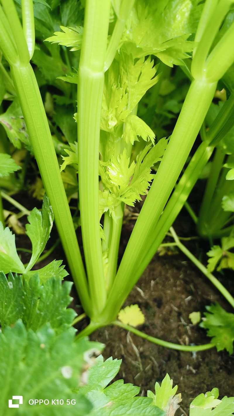 芹菜