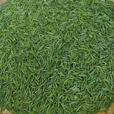精品翠芽