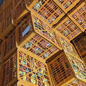 金钻17号凤梨
