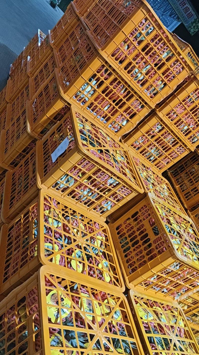 金钻17号凤梨