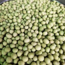 湘西青皮黄豆