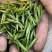 霍山黄芽