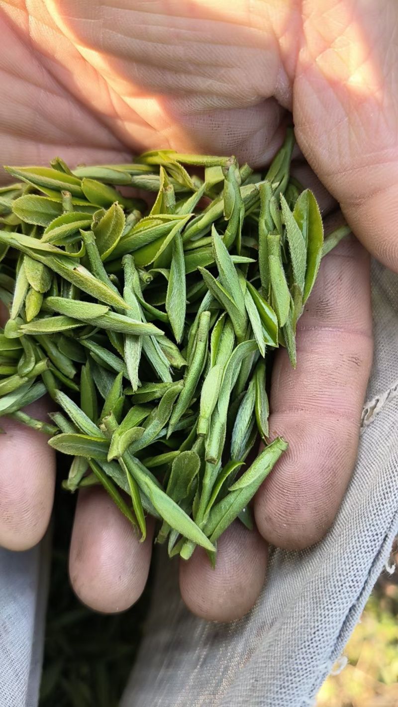 霍山黄芽