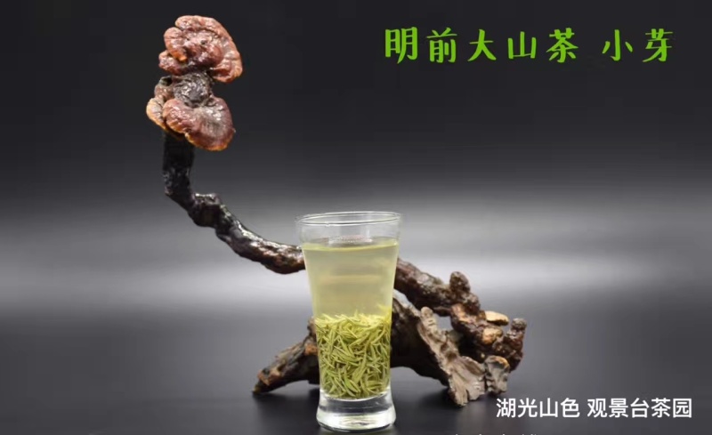 信阳毛尖
