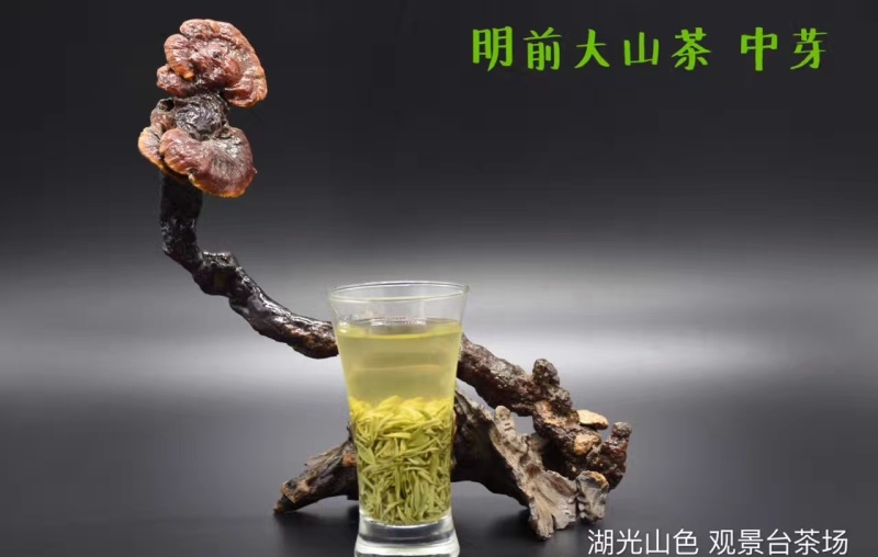 信阳毛尖
