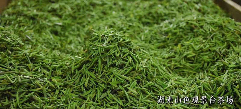 信阳毛尖