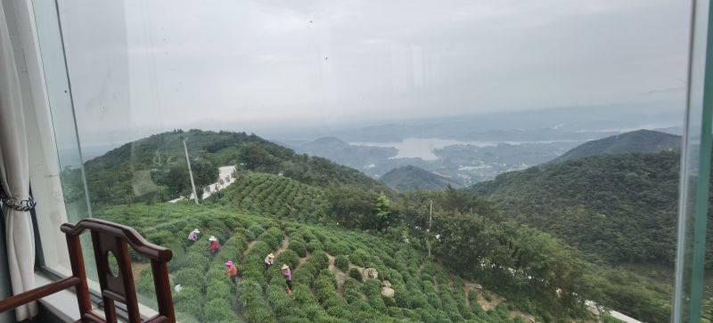 信阳毛尖