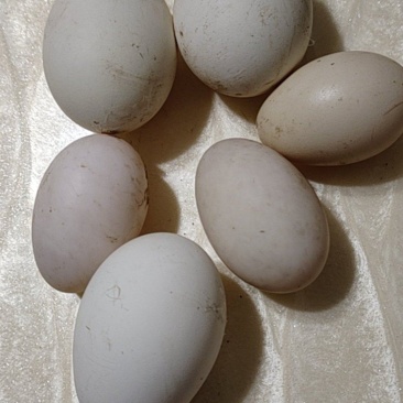 农村自家养鸡蛋🥚鸭蛋🥚鹅蛋