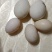 农村自家养鸡蛋🥚鸭蛋🥚鹅蛋