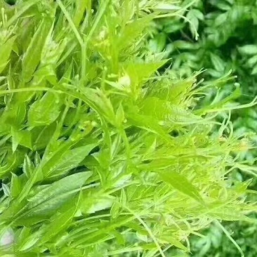 张家界莓茶
