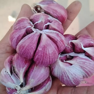 弥渡紫皮大蒜