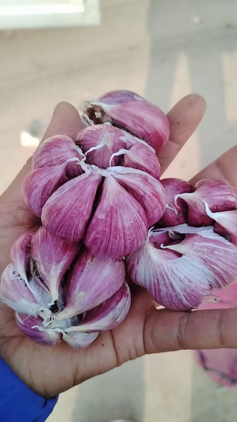 弥渡紫皮大蒜