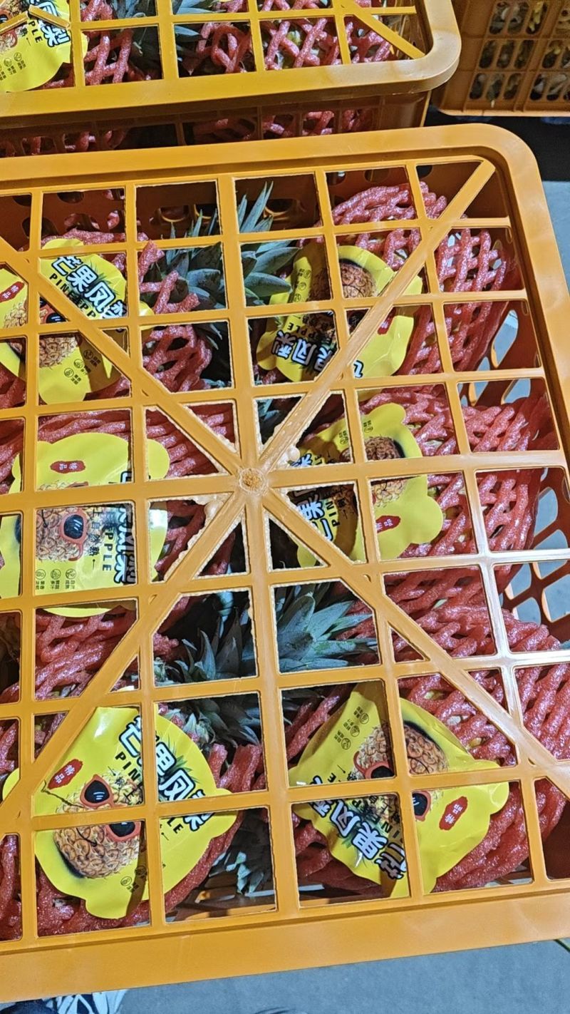金钻17号凤梨