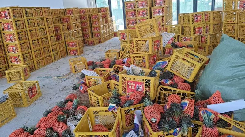 金钻17号凤梨