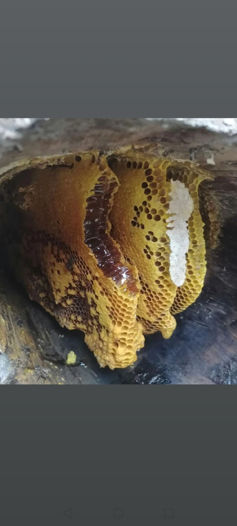自己大山里面养的纯野生蜂蜜