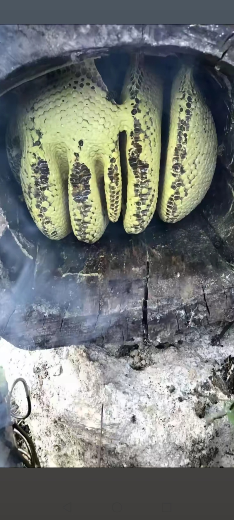 自己大山里面养的纯野生蜂蜜