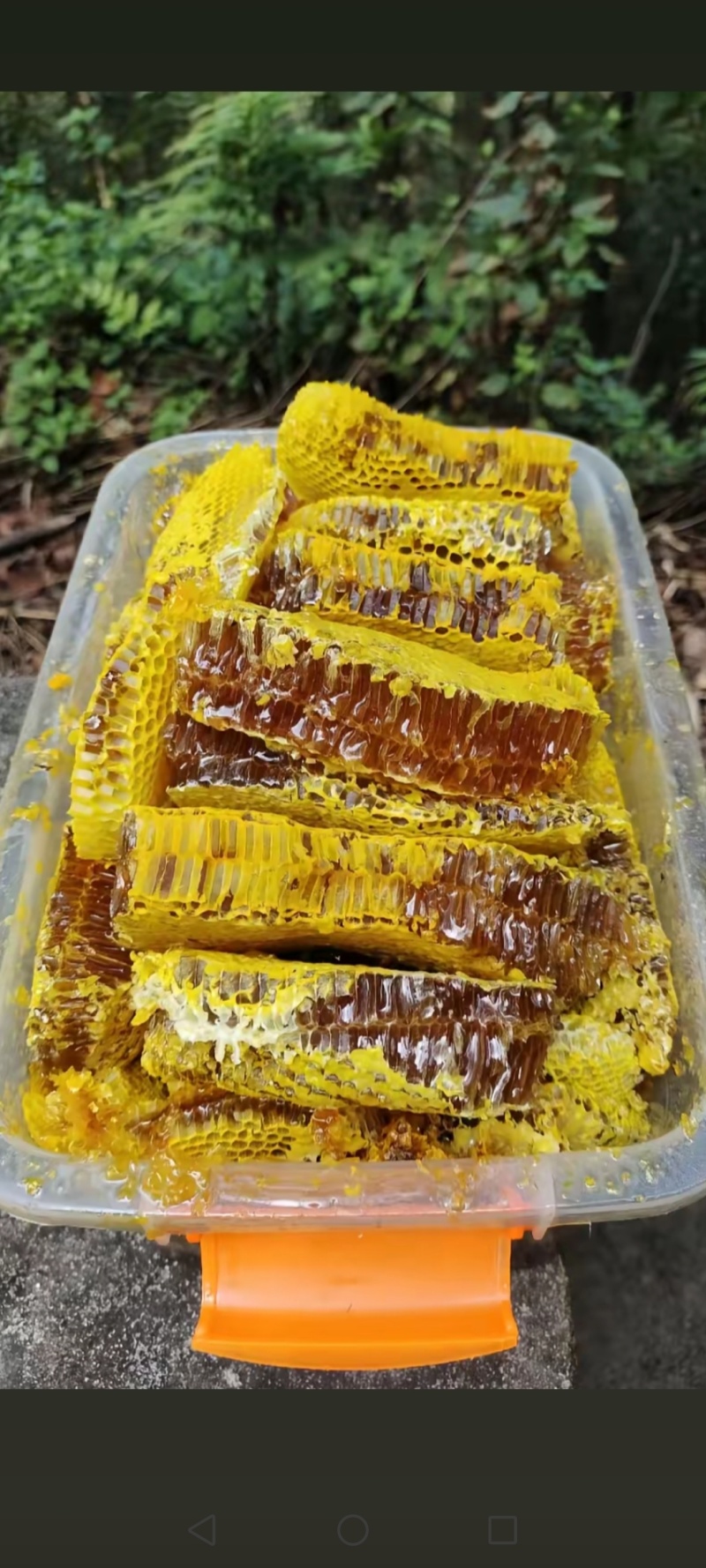 自己大山里面养的纯野生蜂蜜