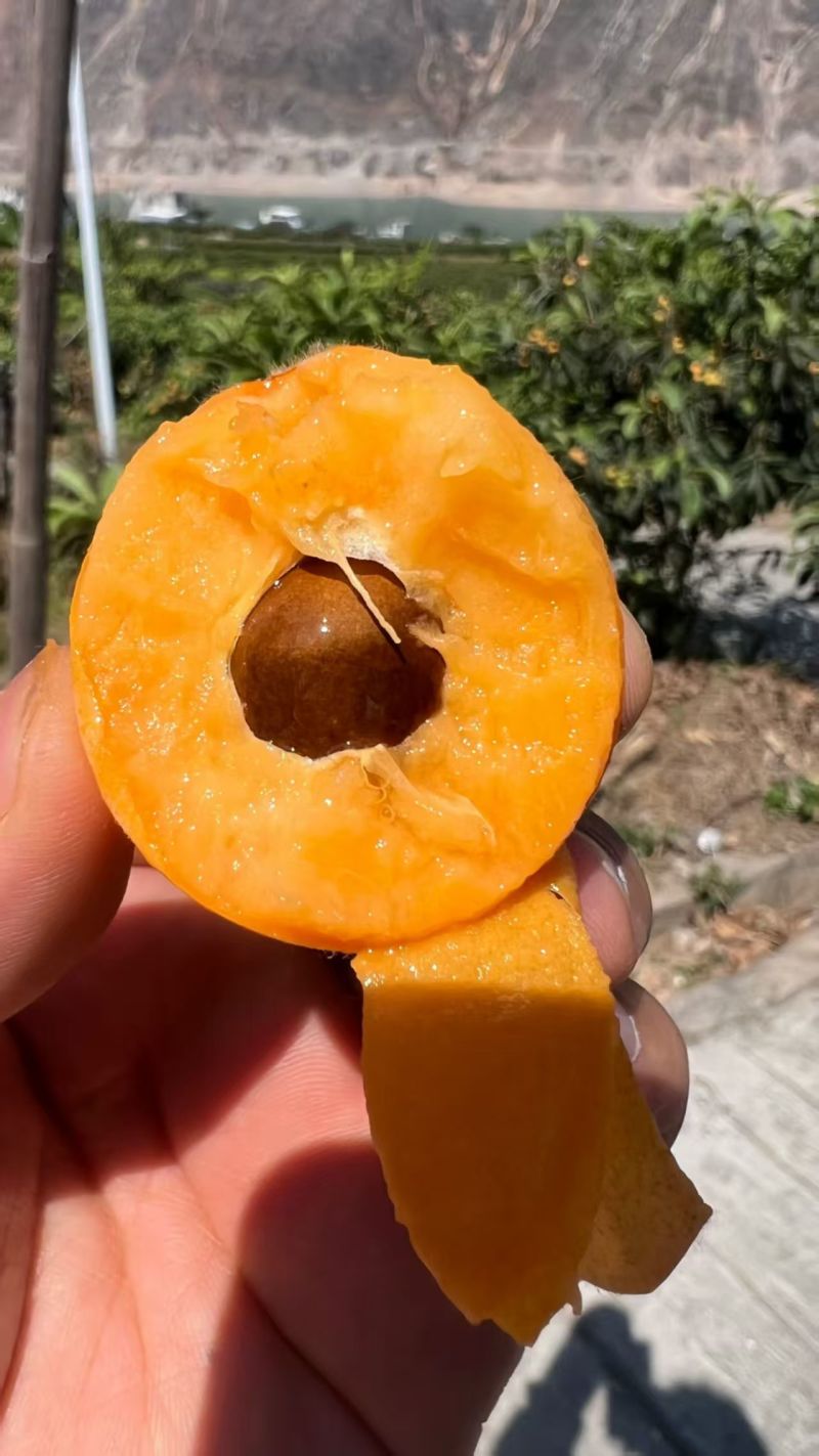批把