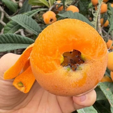 批把